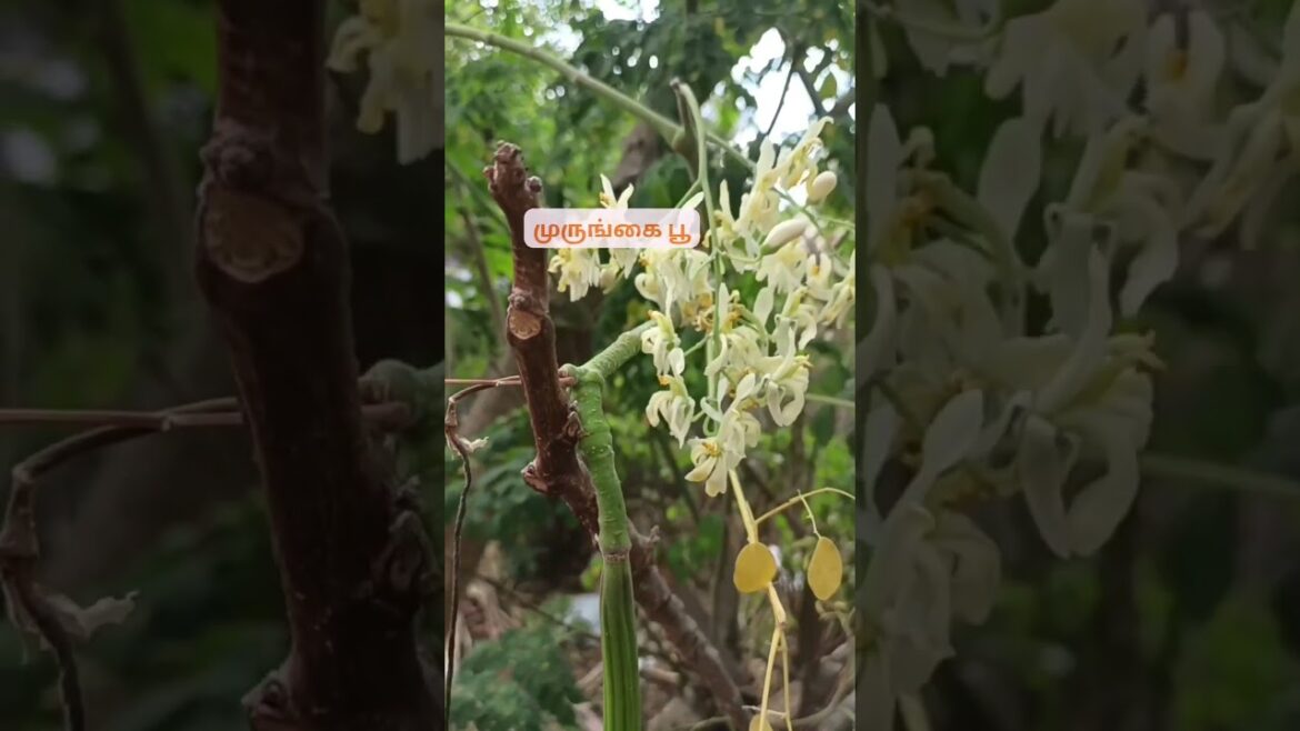 ☀️ காலை நேர முருங்கை பூ வாசனை! #nature #farming #lifeisbutadream #garden ☀️ காலை நேர முருங்கை பூ வாசனை! #nature #farming #lifeisbutadream #garden