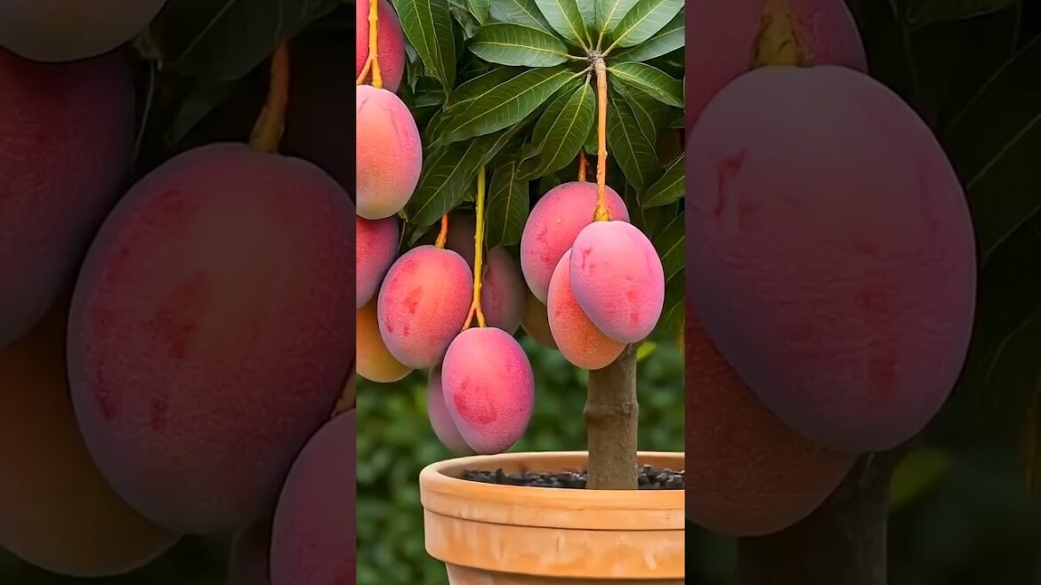 How to graft mango tree | #shorts #graftingtechniques #cuttingskills How to graft mango tree | #shorts #graftingtechniques #cuttingskills
