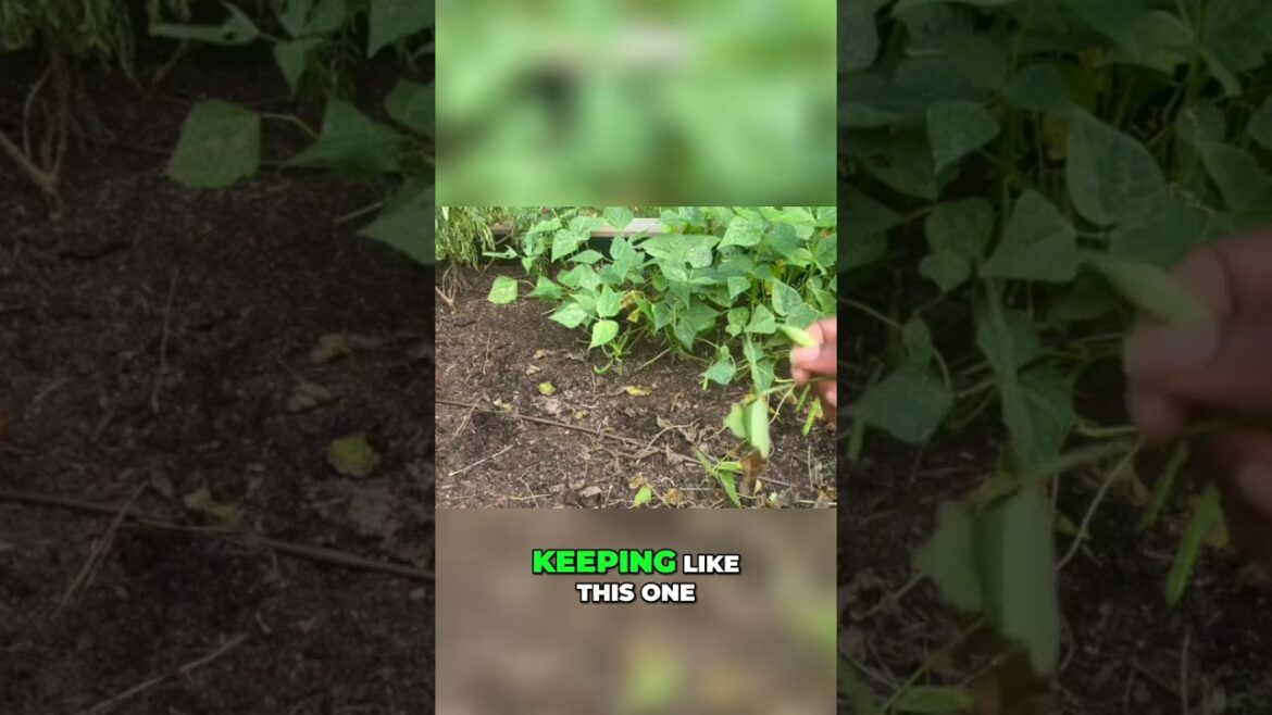 Harvesting Beans: Tips from the Garden! #shorts