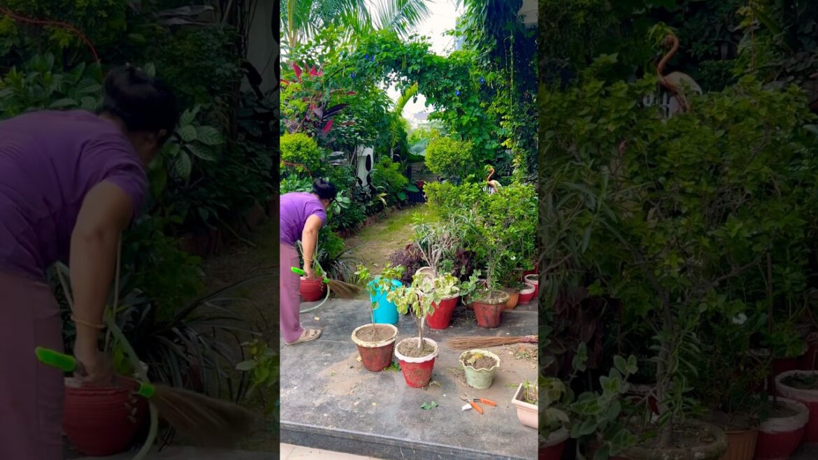 Gardening work #garden #motivation#plants #flowers #gardenplants #gardeningtips #shorts