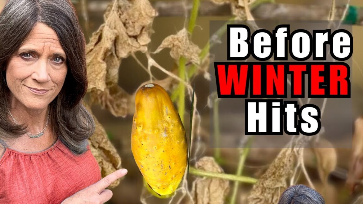 5 Things to Do Before Winter or Regret It in Spring (Any Garden, Any Climate)