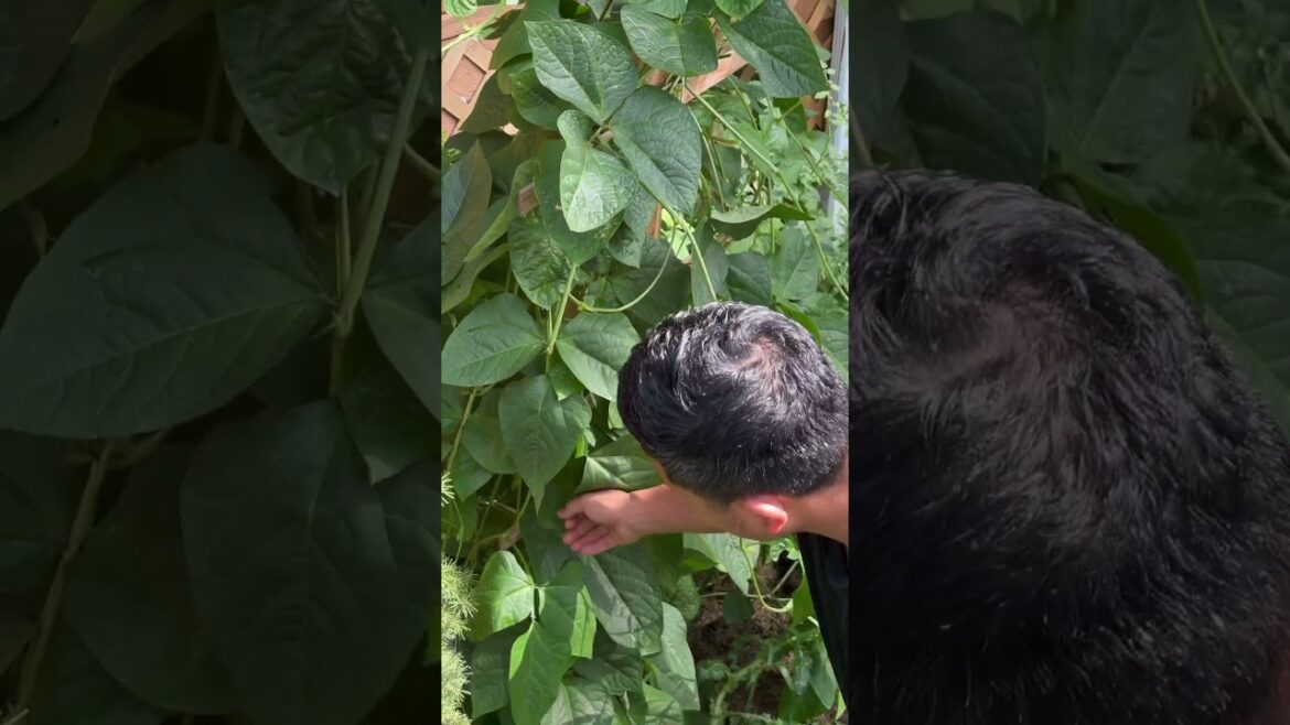 Behna le Hmarchapui/ beanleaf and chilly …. Backyard garden