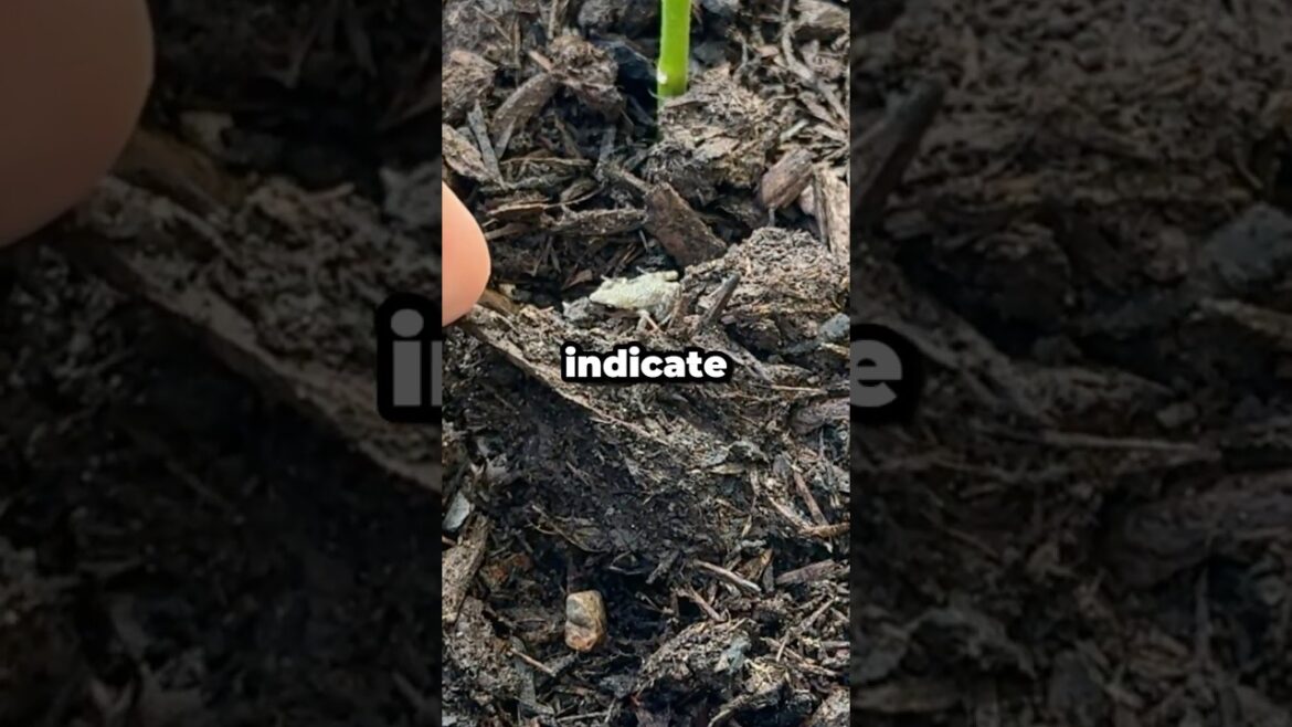 Are Frogs in Your Container Garden a Good Sign? #shorts