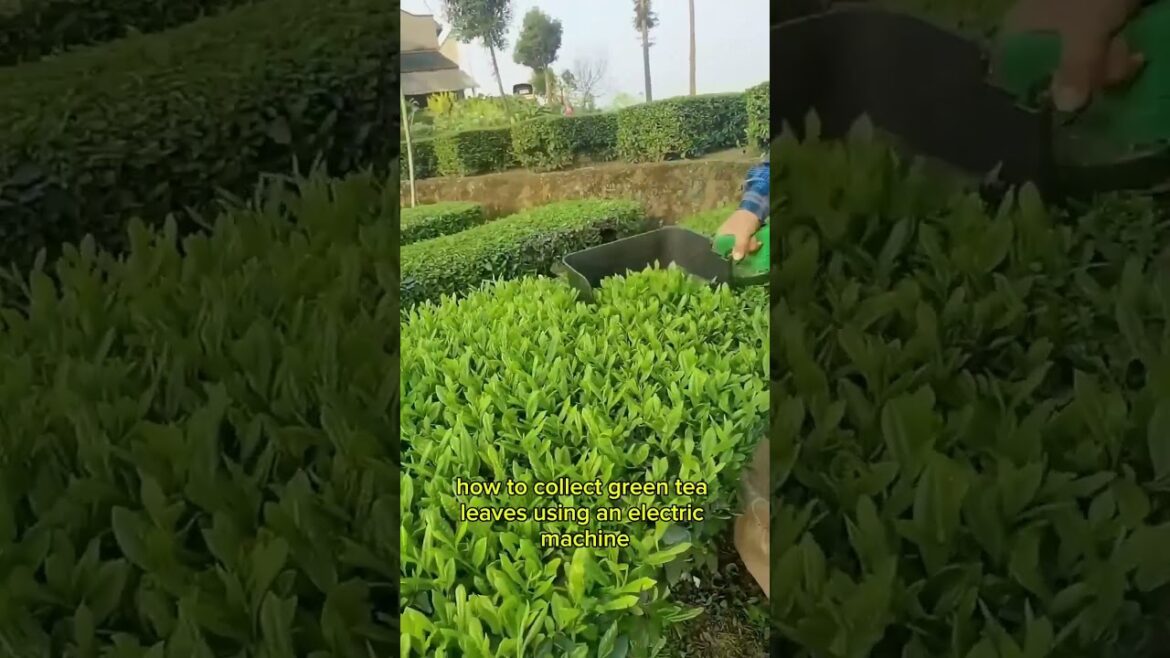 Green tea collection Green tea collection