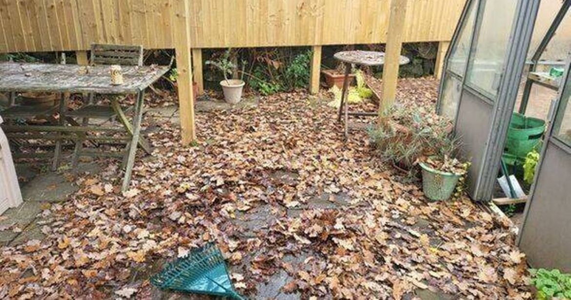 Gardeners warned ‘do not rake up leaves’ this winter for this one reason Daily Mirror