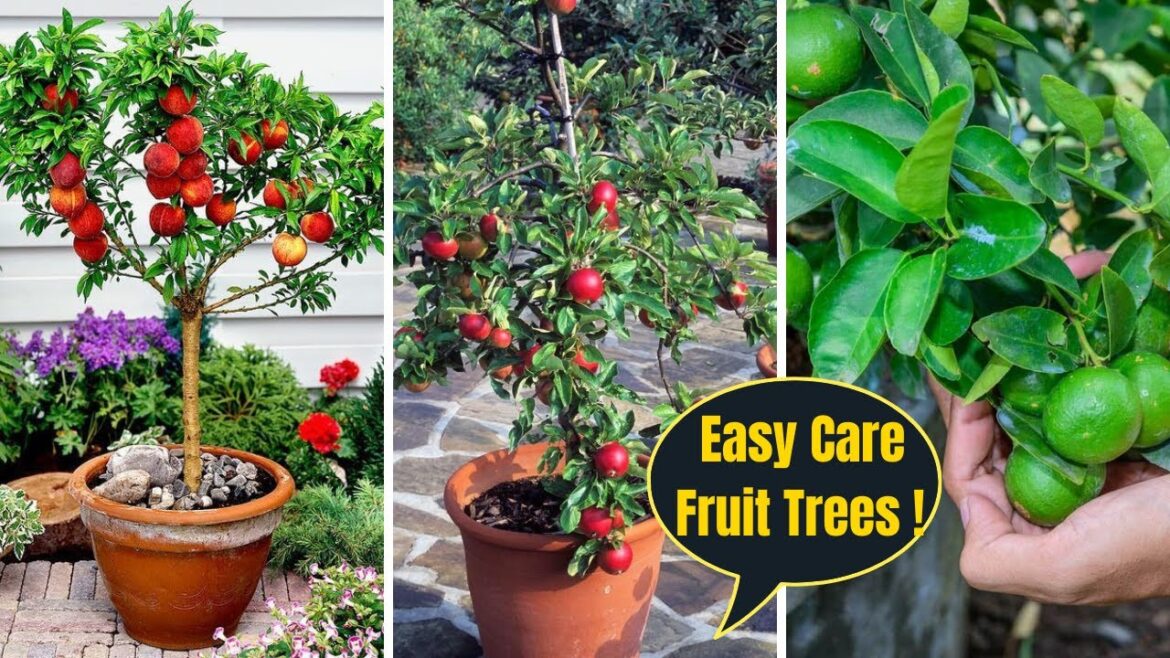 5 Low Maintenance Fruit Trees To Grow In Pots | Fruit Trees for Container Gardening 5 Low Maintenance Fruit Trees To Grow In Pots | Fruit Trees for Container Gardening