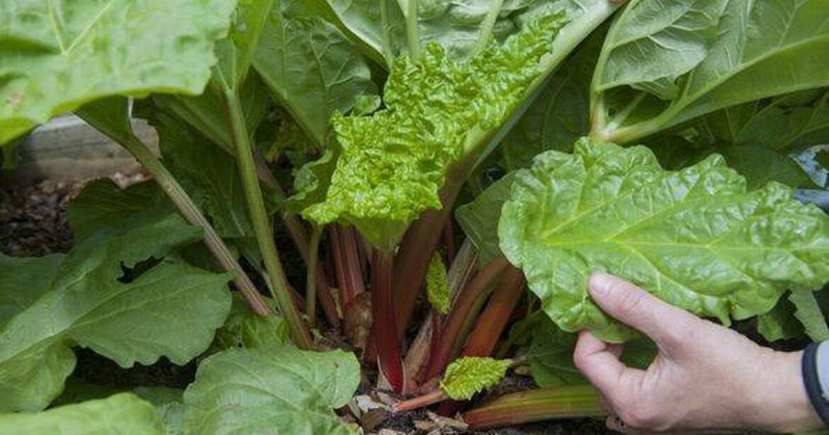 Gardeners growing rhubarb warned to do this task in winter Daily Mirror