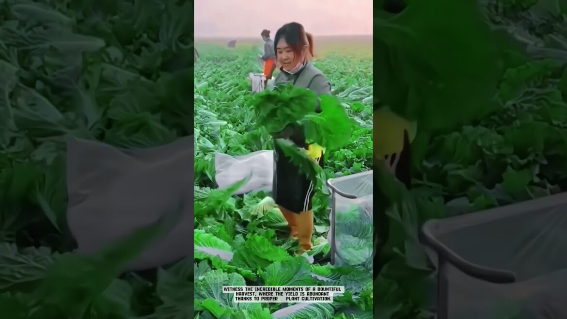 Harvest Super Fresh Mustard Greens Quickly and Neatly! 🥬✨ #smartfarming #gardeningtips