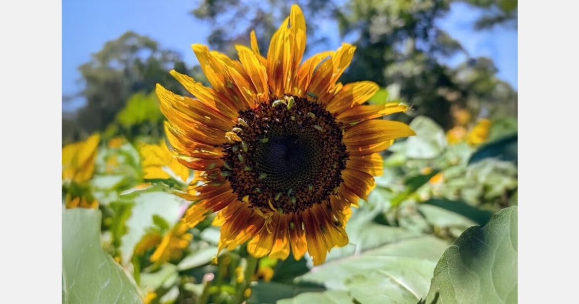 South Dakota cut flower farms report presence of corn rootworms