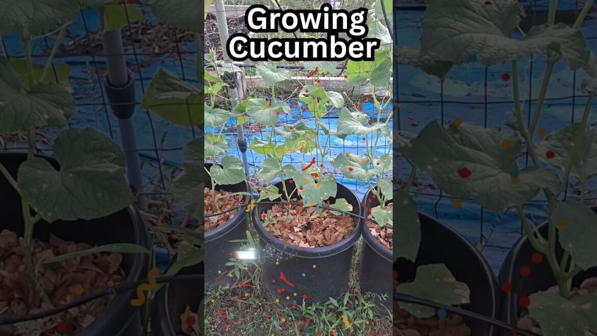 Grow Cucumbers in 10 Gallon Pots | Easy Container Gardening” #facts #holistichealingvibes #haircare