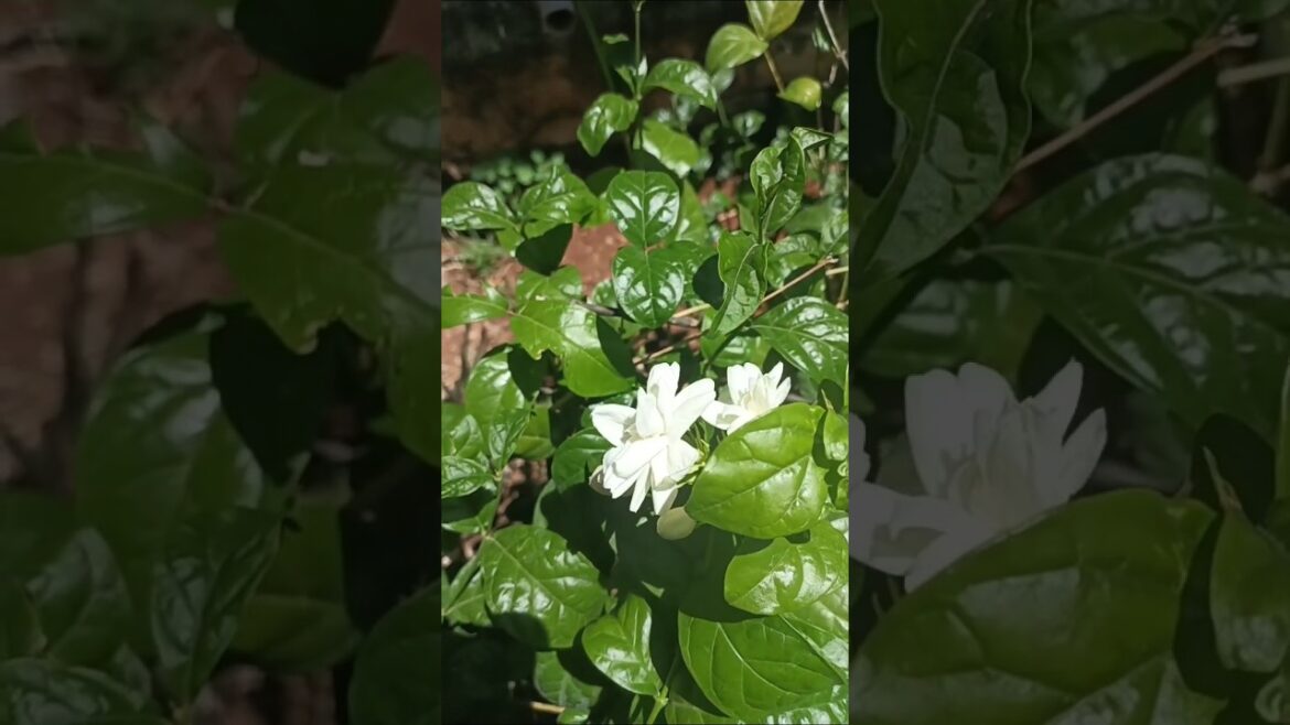 🌼 மல்லி பூவின் மாயம்! 💫 #naturelovecuteflowers #flowers #garden #love #song #movie#tamilsong #nature 🌼 மல்லி பூவின் மாயம்! 💫 #naturelovecuteflowers #flowers #garden #love #song #movie#tamilsong #nature