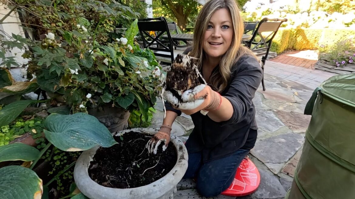 Bringing in Tender Plants for the Winter, Refreshing Containers & Planting Veronica! 🥶🪴🌿