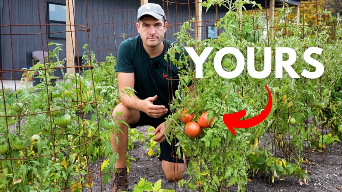 MIgardener: The Reason Behind Why I Love Heirlooms So Much The Reason Behind Why I Love Heirlooms So Much