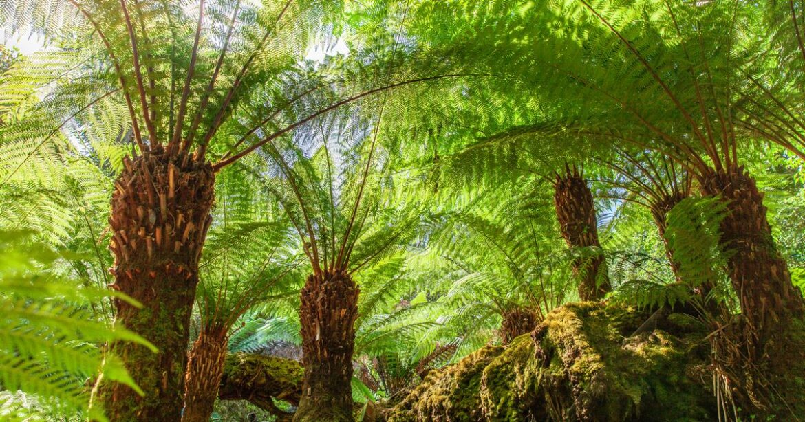 ‘Romantic’ hidden gardens with jungle and farm offers ‘fun for families’ Wales Online