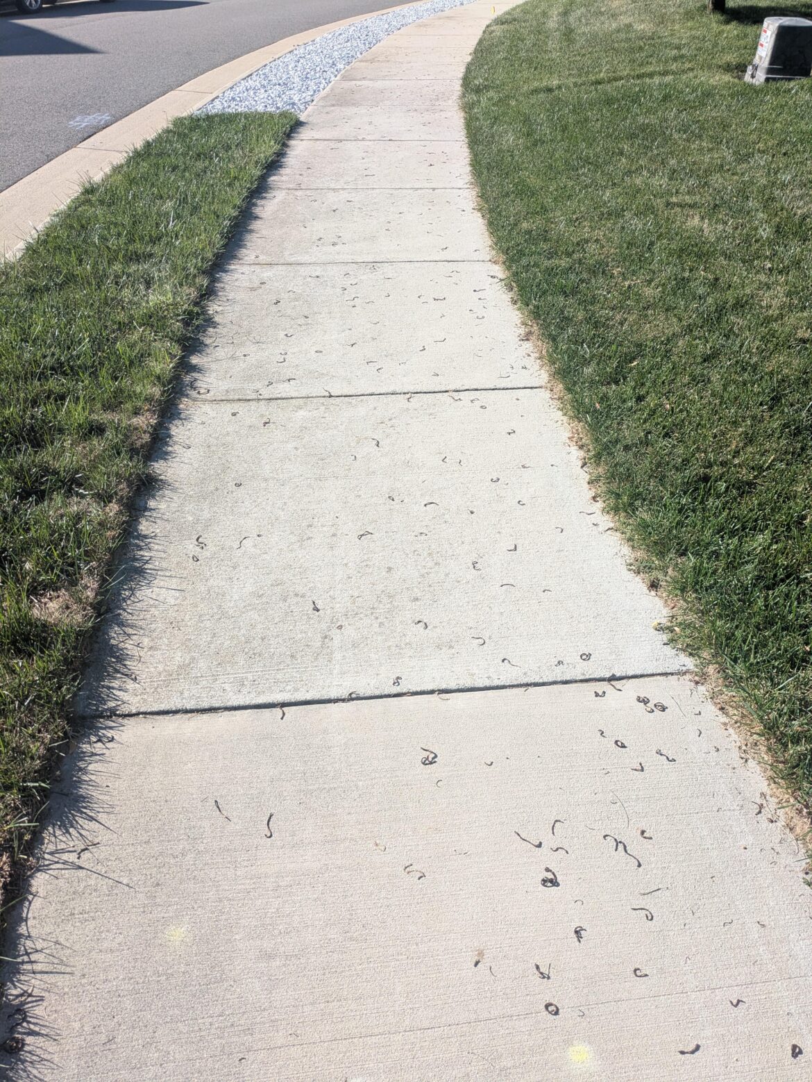 What did this house put down to drive all the worms to die on the sidewalk? 7B