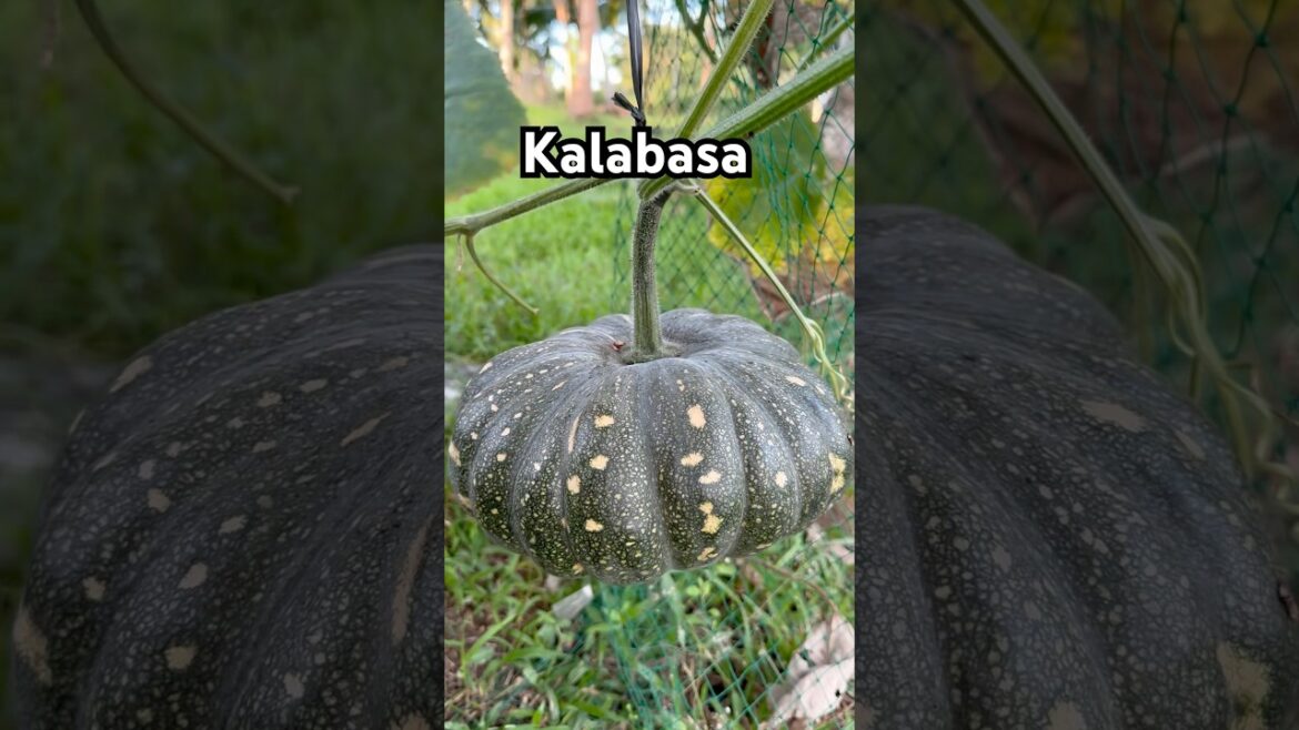 Kalabasa #squash #vegetables  #backyard  #garden #backyardgardening #plantita