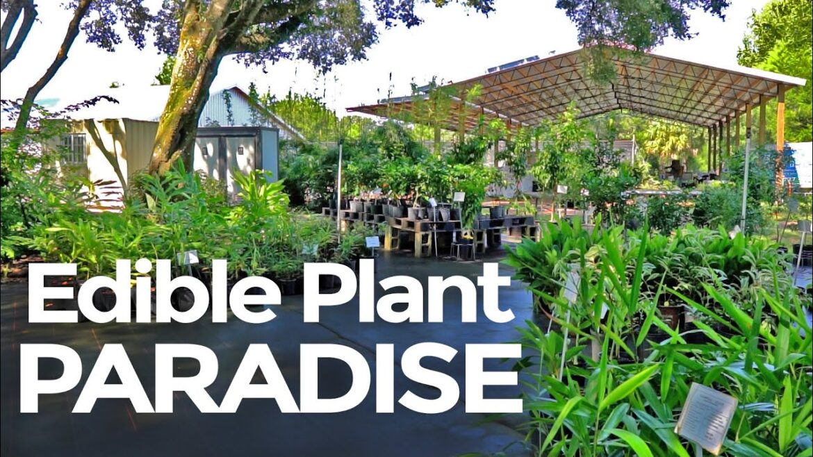 Edible Plant Paradise: Inside a Food- Forest-Focused Plant Nursery!