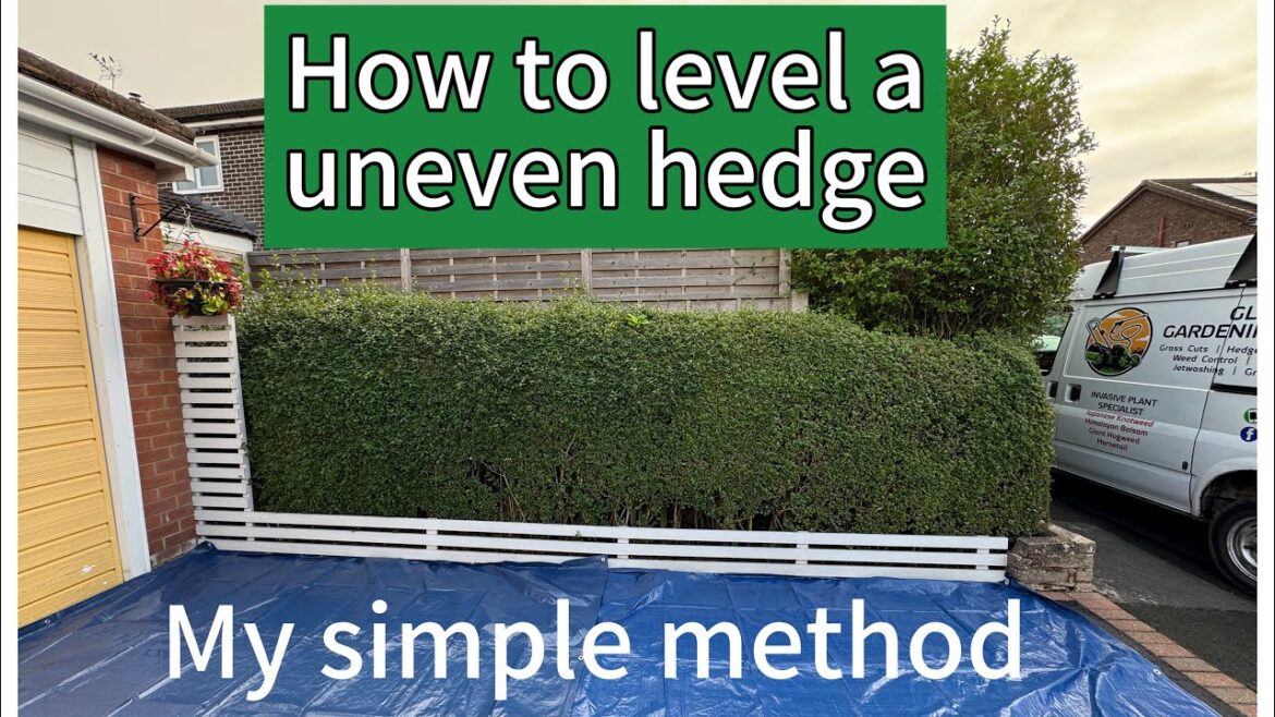 How to Level an Uneven Hedge | UK Gardening Tips How to Level an Uneven Hedge | UK Gardening Tips