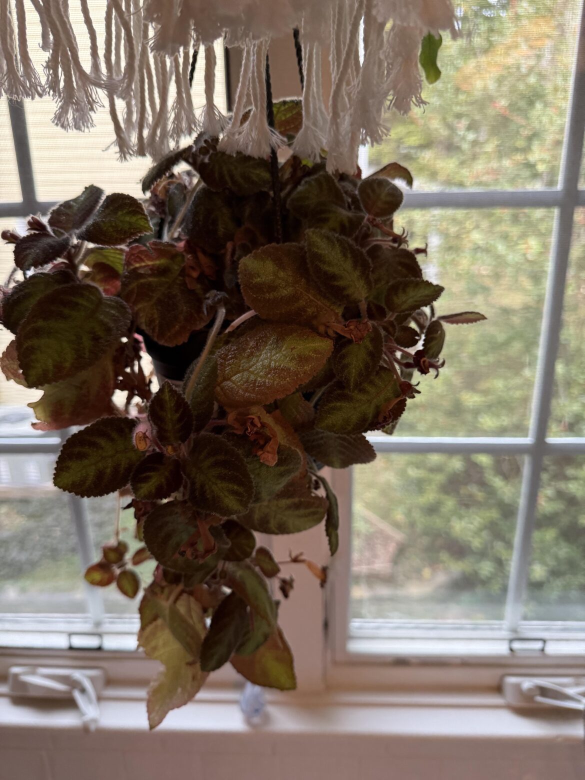 Cool plant, now what??