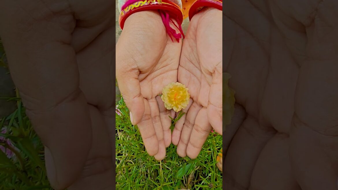 ফুল নিয়ে টিকটিক #gardening #youtubeshorts #UpdateGardening #garden #youtubeshort #flowers #rose