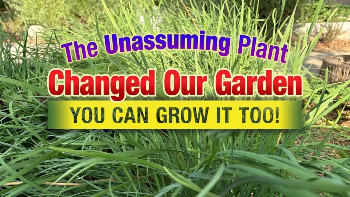The Unassuming Plant That Changed Our Garden (You Can Grow It Too!) The Unassuming Plant That Changed Our Garden (You Can Grow It Too!)