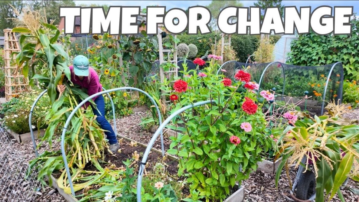 The Autumn Vegetable Garden Reset Has Begun | Gardening Vlog