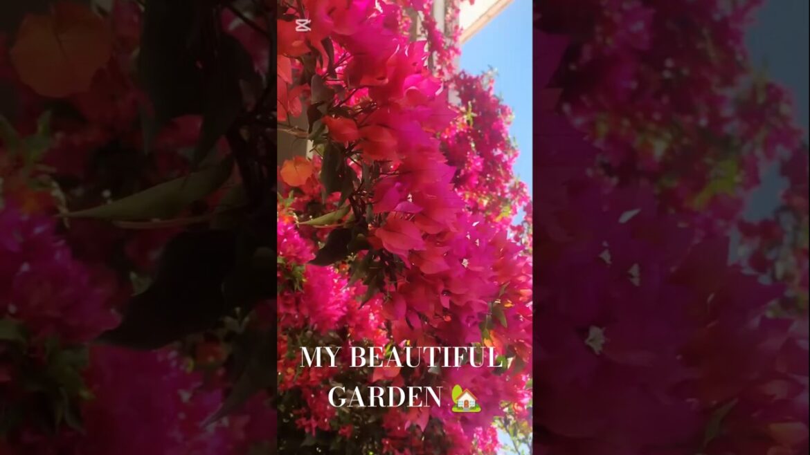 Gardening Hacks And Tricks || Garden Decor #gardening #gardeningtips #gardeninspiration #garden Gardening Hacks And Tricks || Garden Decor #gardening #gardeningtips #gardeninspiration #garden