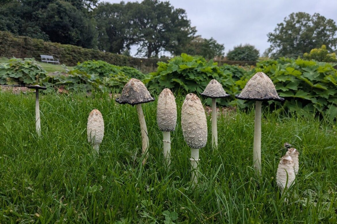 Garden experts embrace fungi as weather conditions…