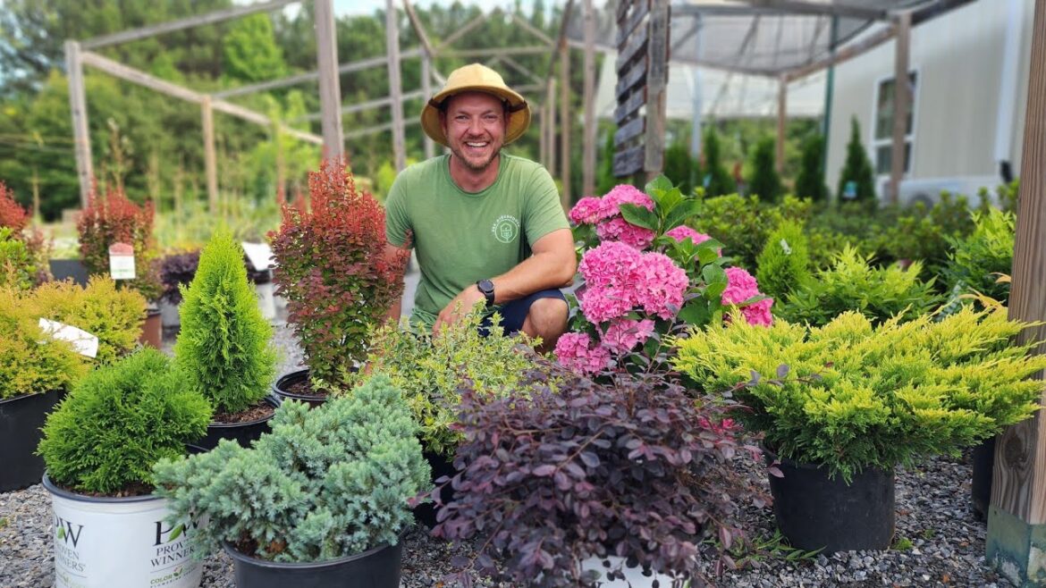 15 Compact Shrubs for Small Spaces