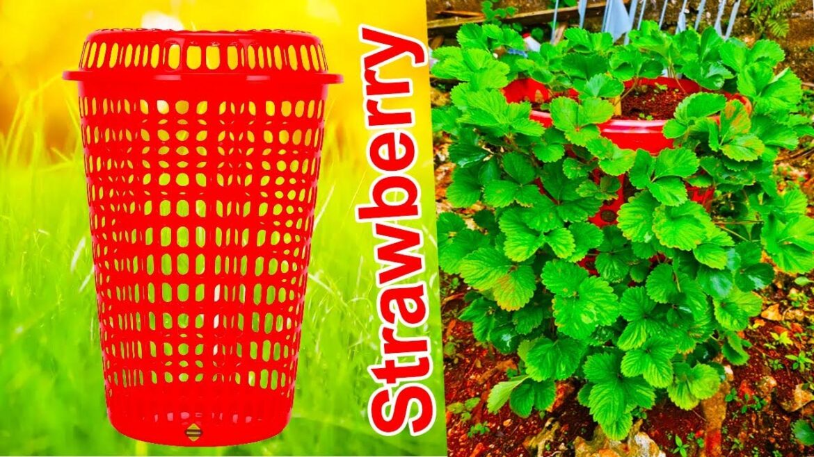 Backyard Container Gardening: Growing at Home - Strawberry Farm