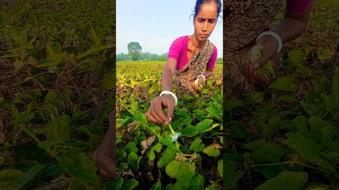 Morning Work in Pointed Gourd Field – Women Farmers Hand Pollinate Flowers #shorts Morning Work in Pointed Gourd Field – Women Farmers Hand Pollinate Flowers #shorts
