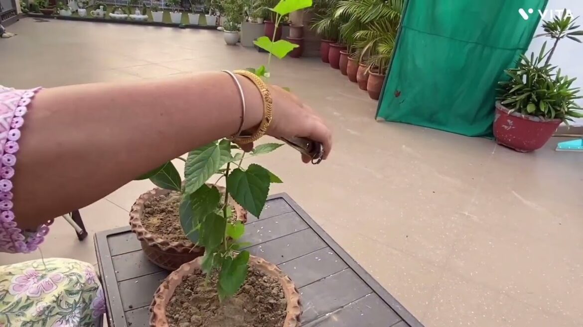 Bonsai plans……#garden #gardening @Garden_decor#home #punjab