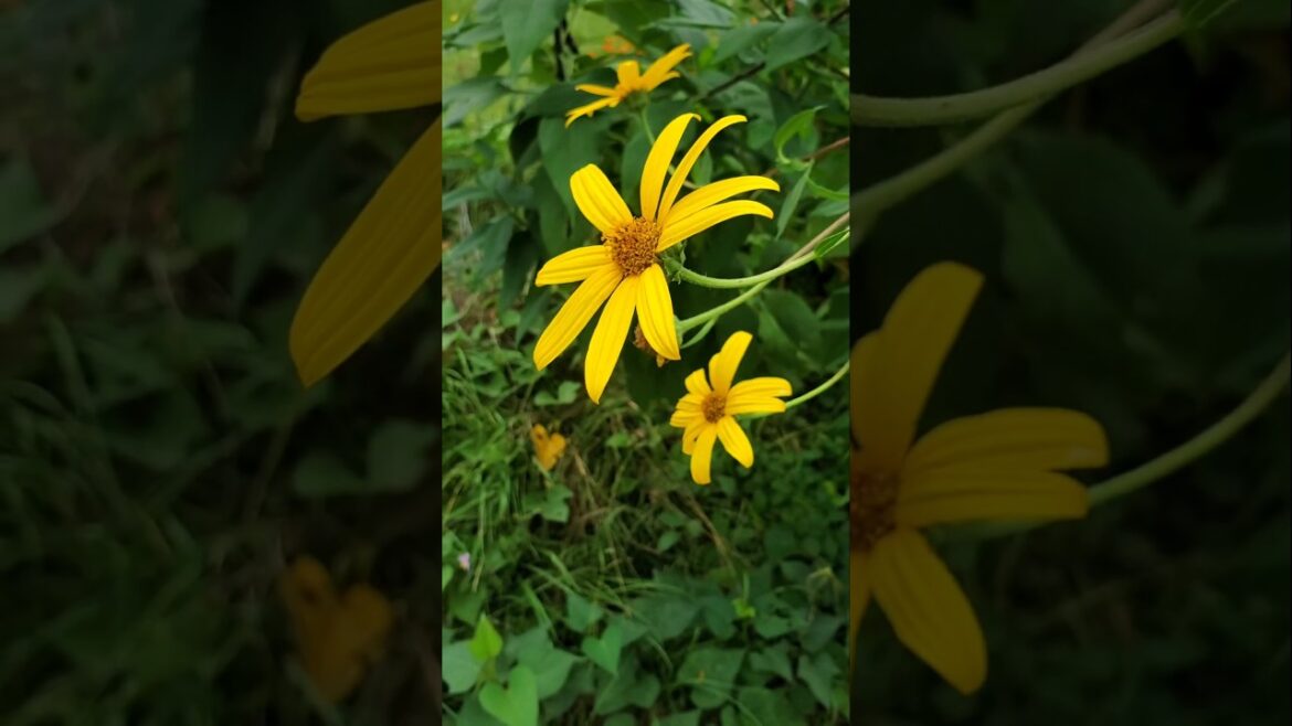 🌼Jerusalem Artichoke (Sunchoke) in Bloom #roots #vegetable #crops #flower #gardeninglife