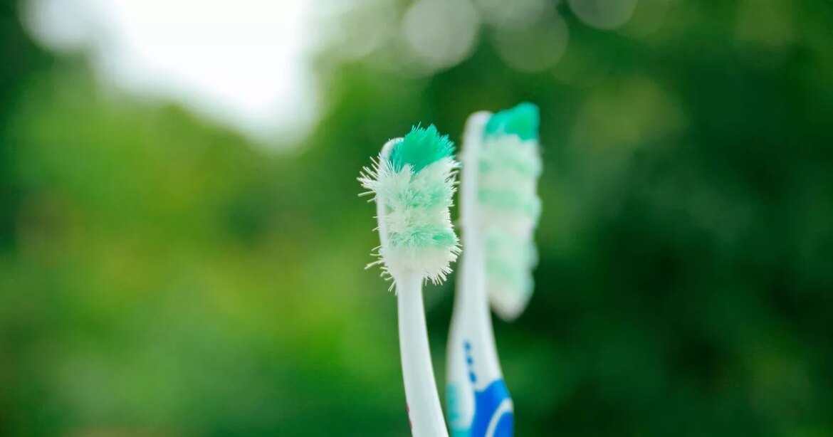 Gardeners urged to keep old toothbrushes and bottles by expert Wales Online