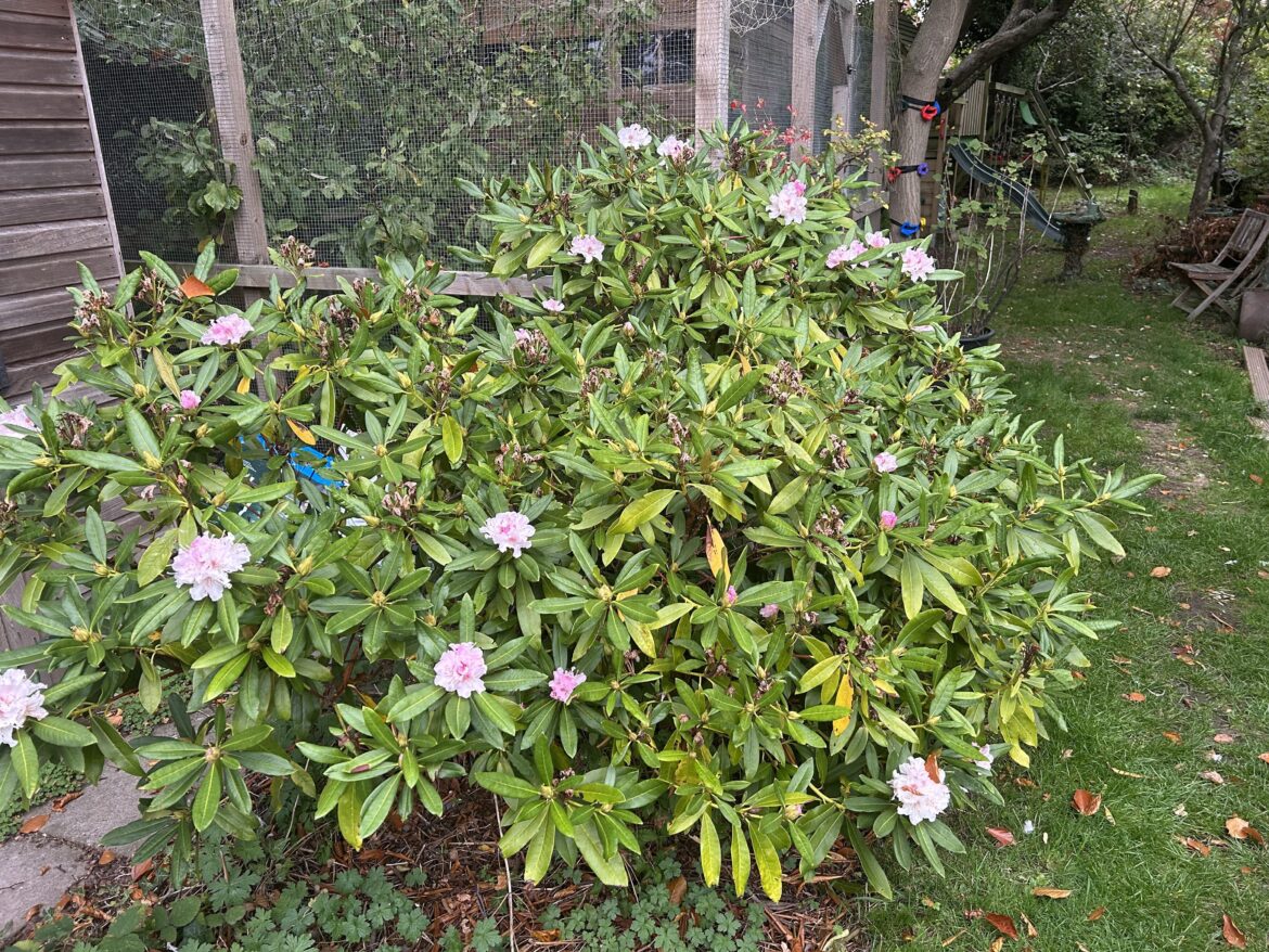 Flowering rhododendron
