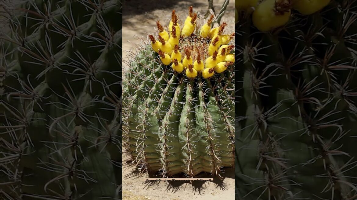 5 Succulents That Actually Give Fruit! 🌵 | You Won’t Believe