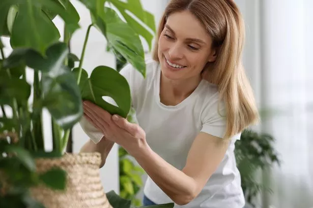 Woman wiping leaves of beautiful potted houseplants with cloth indoors