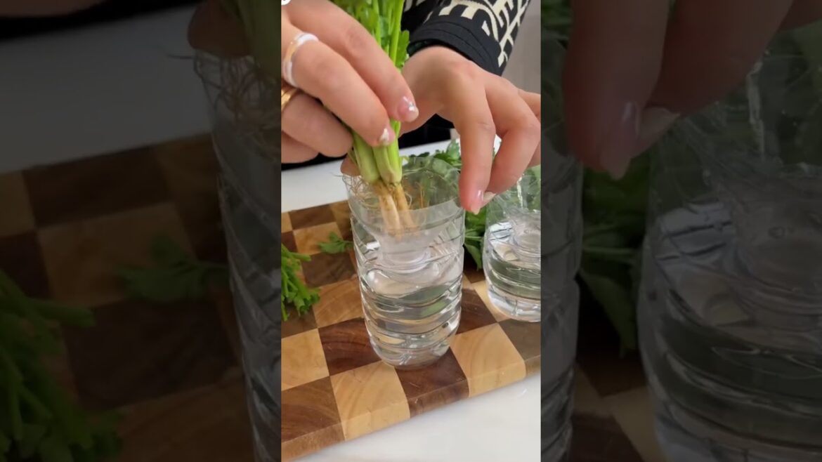 How to grow cilantro at home #shorts #plantingtips How to grow cilantro at home #shorts #plantingtips