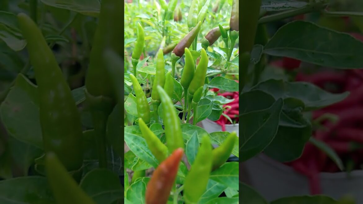 tongkrongan murah dari rumah #tips #garden #agriculture