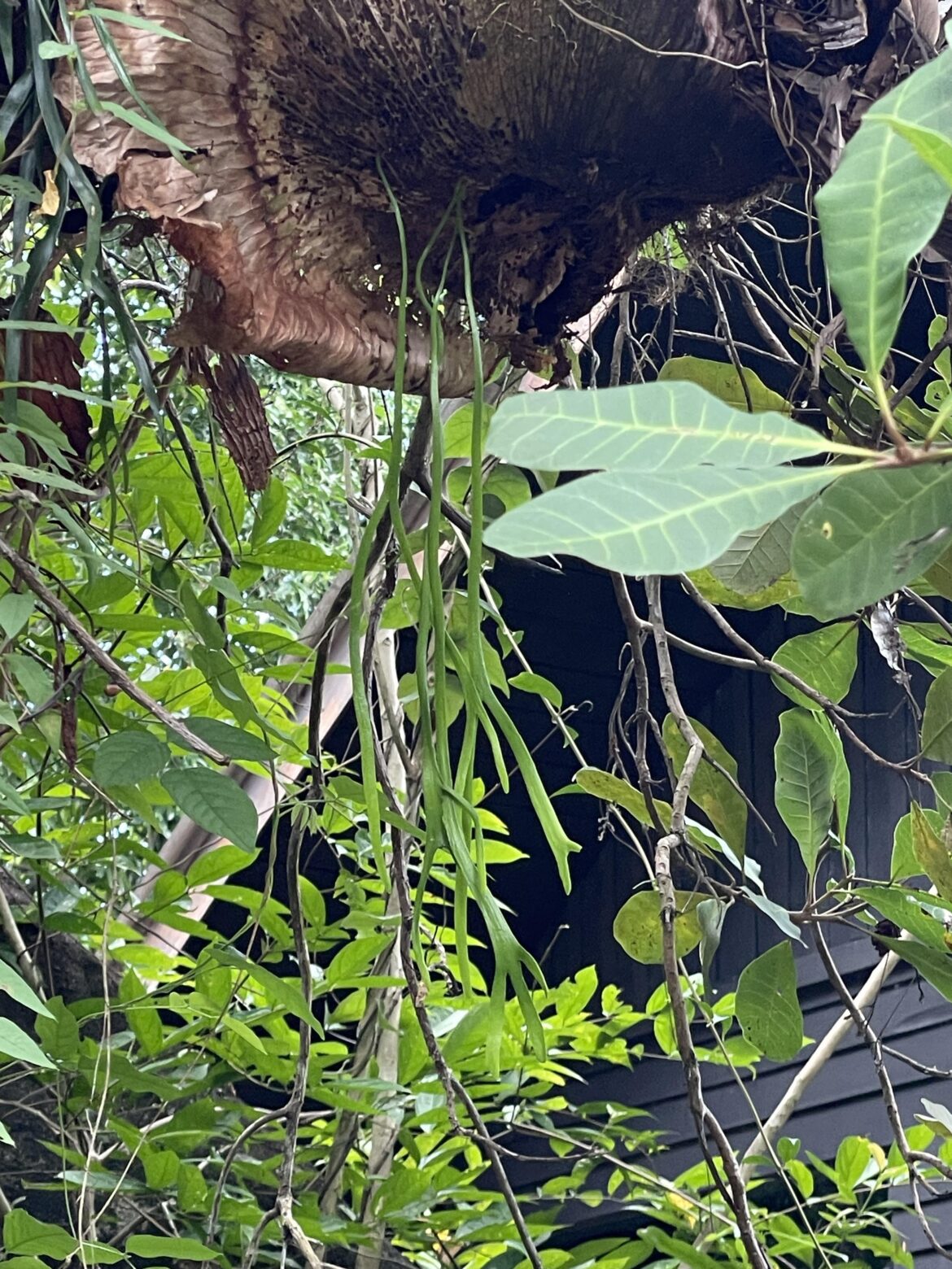 Ophioderma pendulum?