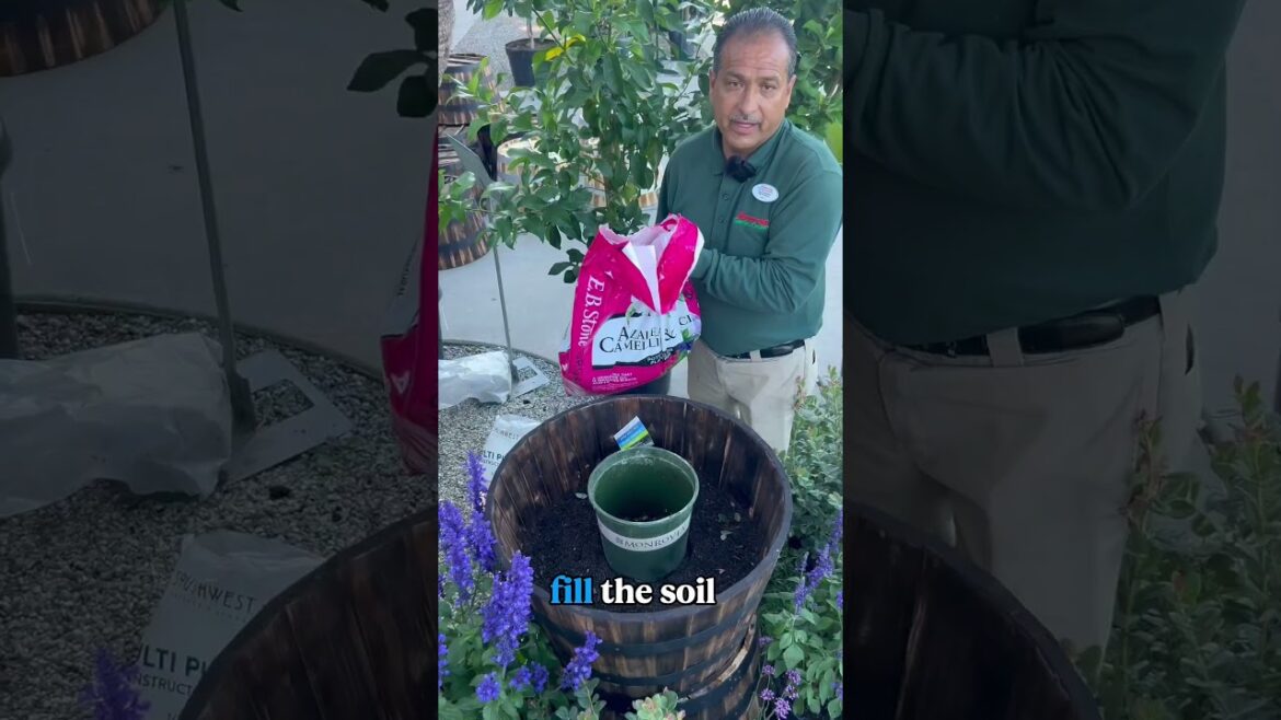 Can You Really Grow Blueberries in a Pot?