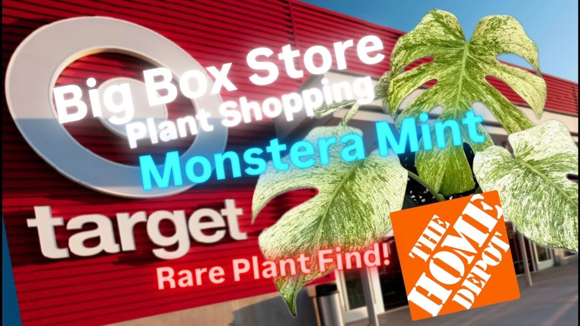 Big Box Store Plant Shopping at Target Rare Monstera Mint Plant Find Home Depot Also Has Rare Plants
