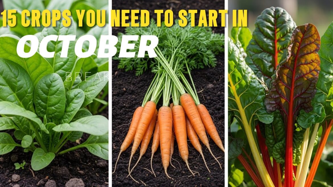 Gardening: The Most Essential Crops to Plant in October Gardening: The Most Essential Crops to Plant in October