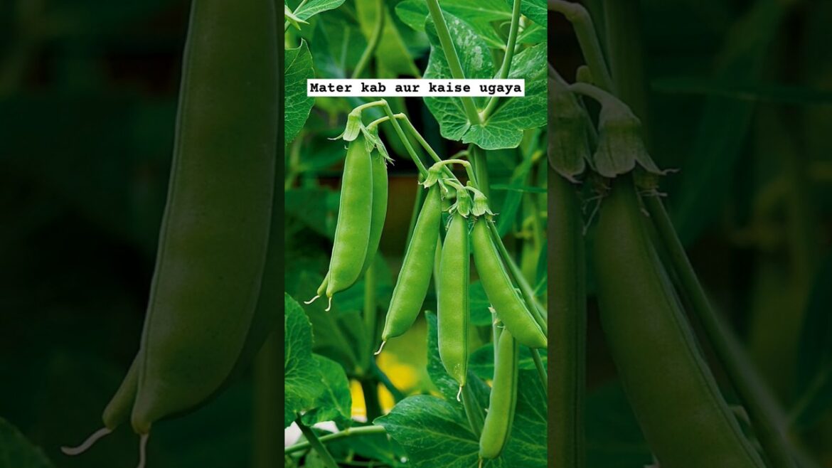 ਮਟਰ ਕਦੋਂ ਤੇ ਕਿਵੇਂ ਉਗਾਈਏ🫛 #peas #mater #grow #wintervegetables #terracegarden #shorts #vegetables ਮਟਰ ਕਦੋਂ ਤੇ ਕਿਵੇਂ ਉਗਾਈਏ🫛 #peas #mater #grow #wintervegetables #terracegarden #shorts #vegetables