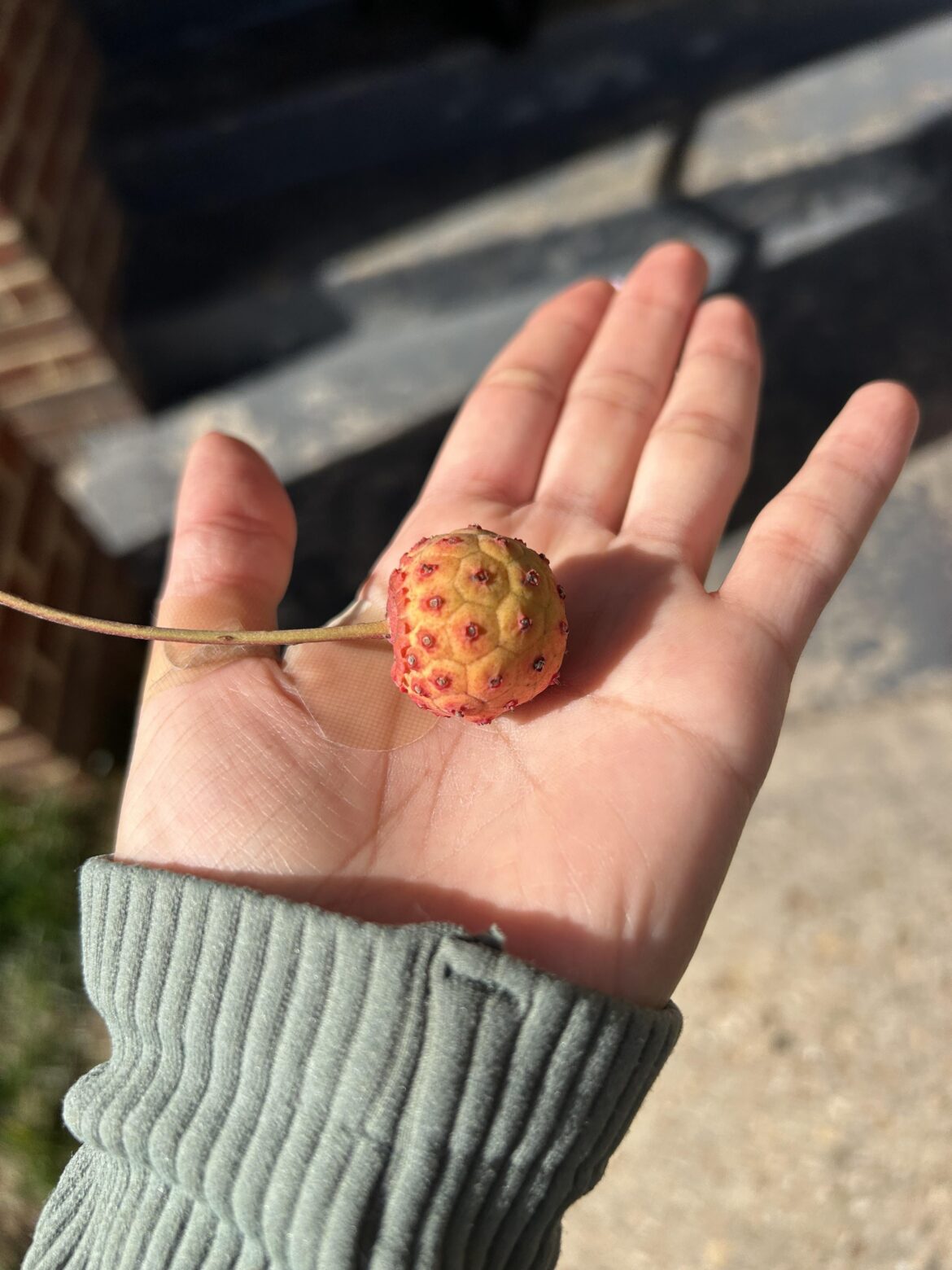 What is this fruit