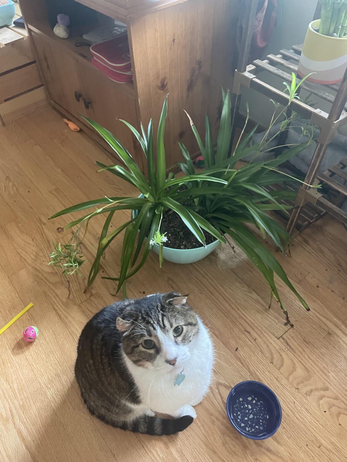 I put my cats water bowl next to the spider plant because he loves it there ❤️