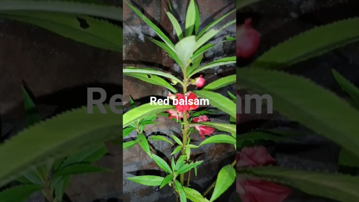 #four colours ka balsam pink, purple, Rani pink andred####shorts #trends#