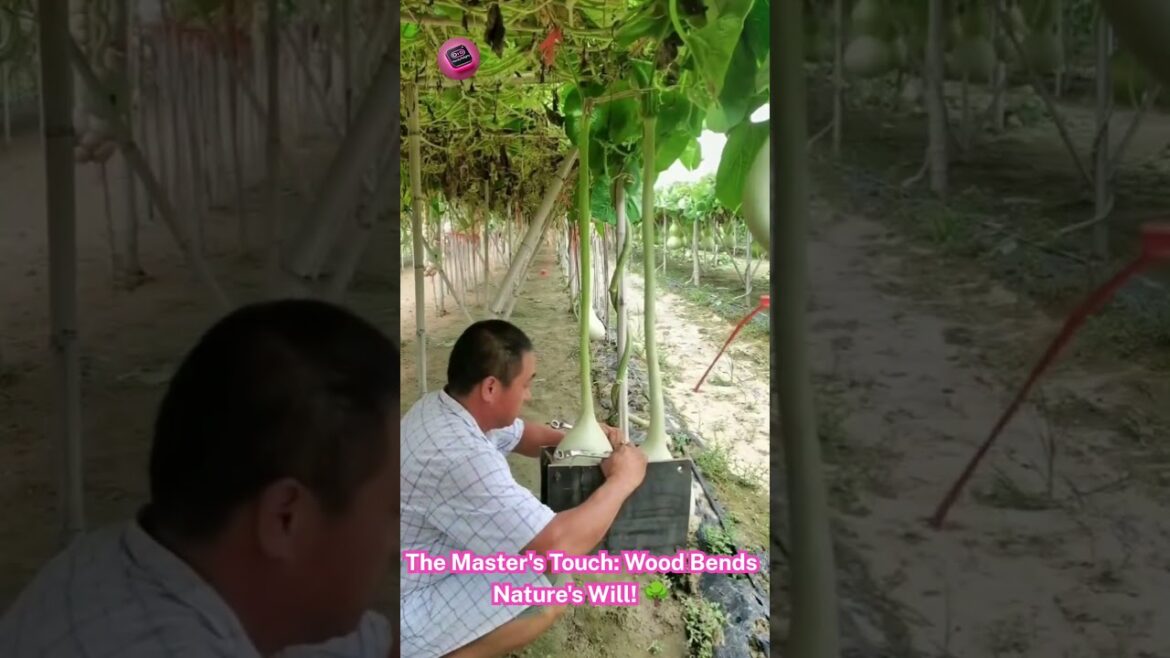 Gourd Sculptor: Watch Him Shape Pumpkins With Simple Wooden Clamps! ππͺ΅π€― #GardenArt #FruitShaping Gourd Sculptor: Watch Him Shape Pumpkins With Simple Wooden Clamps! ππͺ΅π€― #GardenArt #FruitShaping