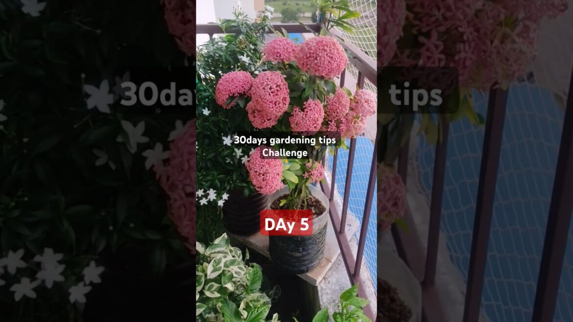 30days gardening tips challenge ЁЯЩПDAY 5 #viral #gardningtips #reels #plantswithbabita #shortsplant 30days gardening tips challenge ЁЯЩПDAY 5 #viral #gardningtips #reels #plantswithbabita #shortsplant