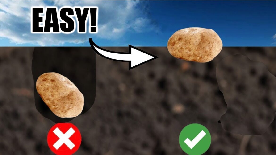 FALL PLANTING! The EASIEST Way to Plant Potatoes!